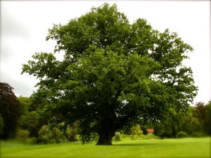 Albero