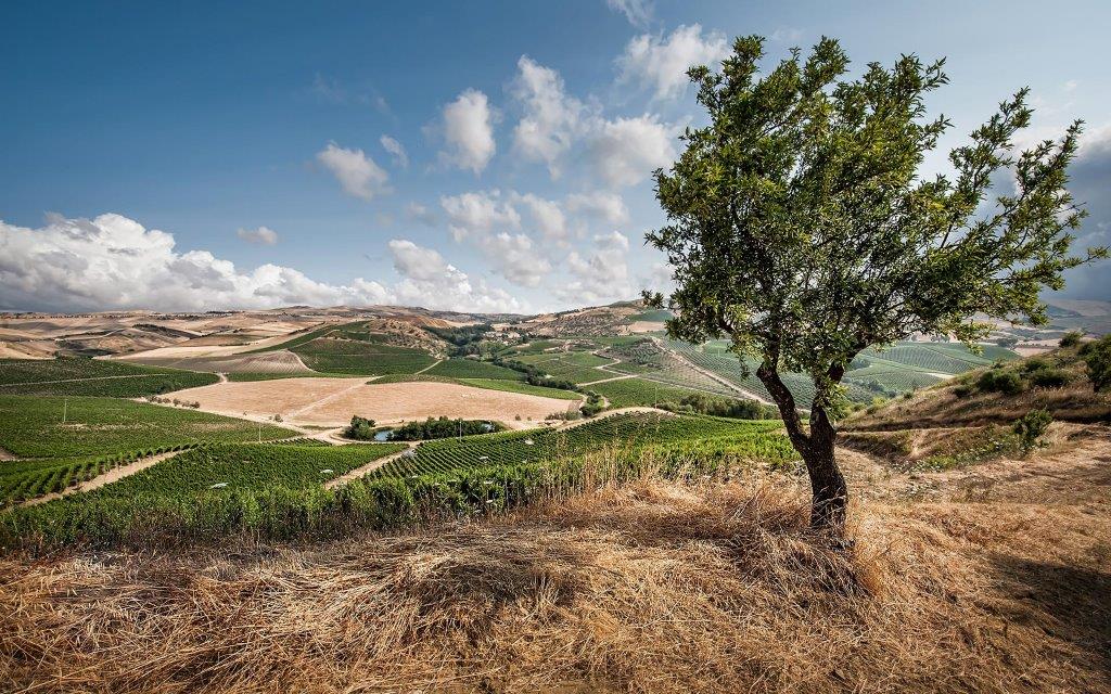 Tenuta Regaleali