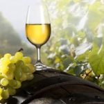 Produzione di vino in Sicilia