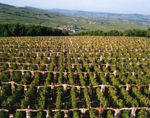SPENCER TUNICK France, Burgundy 1