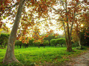 parco_favorita-300x225