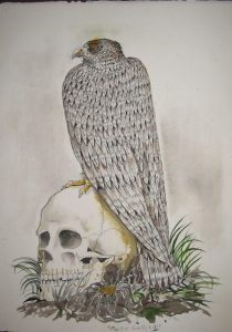 il teschio ed il falcone_disegno a china acquerellata cm 28,5 x 39,5 primi anni 80