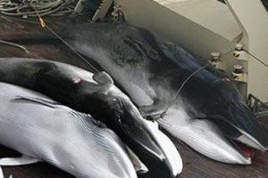 Caccia alle balene