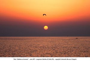 Gabbiano al tramonto