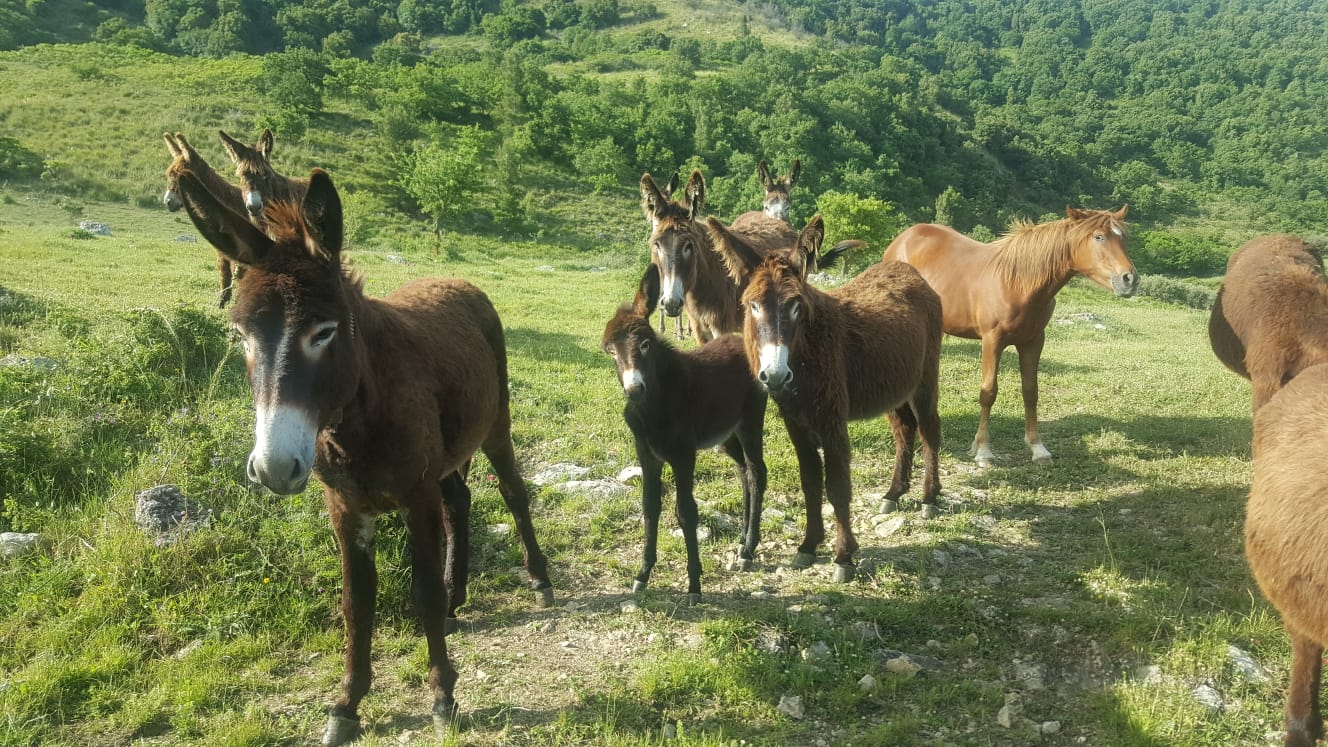 Asinelli Parco dei Monti Sicani