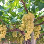 Agricoltura, via libera al bando Ocm vino da 15 milioni
