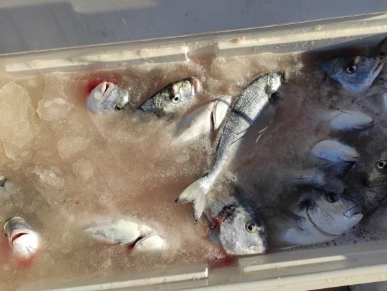 Un nuovo tipo di ghiaccio per una migliore conservazione del pescato - Sicilia20News