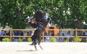 Ambelia-spettacoli-equestri_2