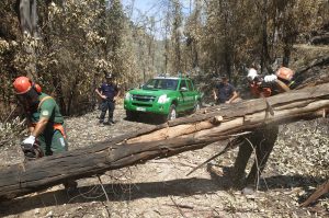 carabinieri forestali in azione