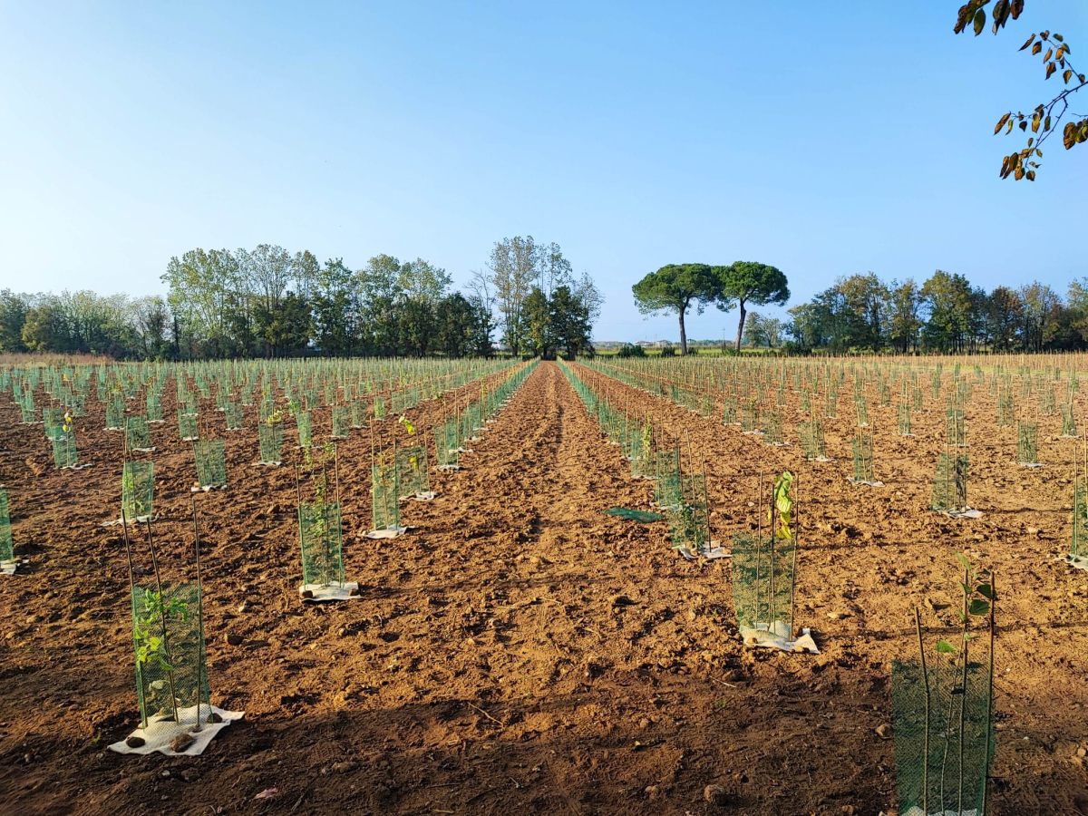 A Udine un nuovo bosco urbano da 3 mila piante