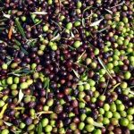 Agricoltura: I frantoi aspettano i fondi PNRR, le associazioni chiedono celerità e tempi certi
