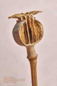 Mostra Effetto Sud_ DESADORNA GIOIELLI
