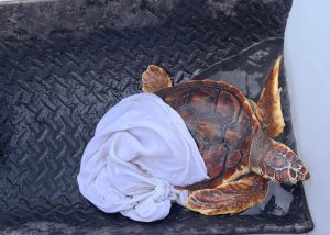Tartaruga