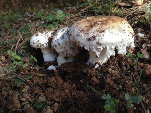 amanita ovoidea