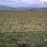 AGEA: al via l’erogazione dei contributi a favore delle imprese agricole siciliane colpite dalla peronospora