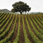 Agricoltura, 126 milioni di euro per la competitività nelle filiere di trasformazione e commercializzazione