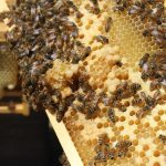 “I Tesori dell’Alveare” all’Orto Botanico di Catania: domenica un’intera mattinata dedicata al mondo delle api