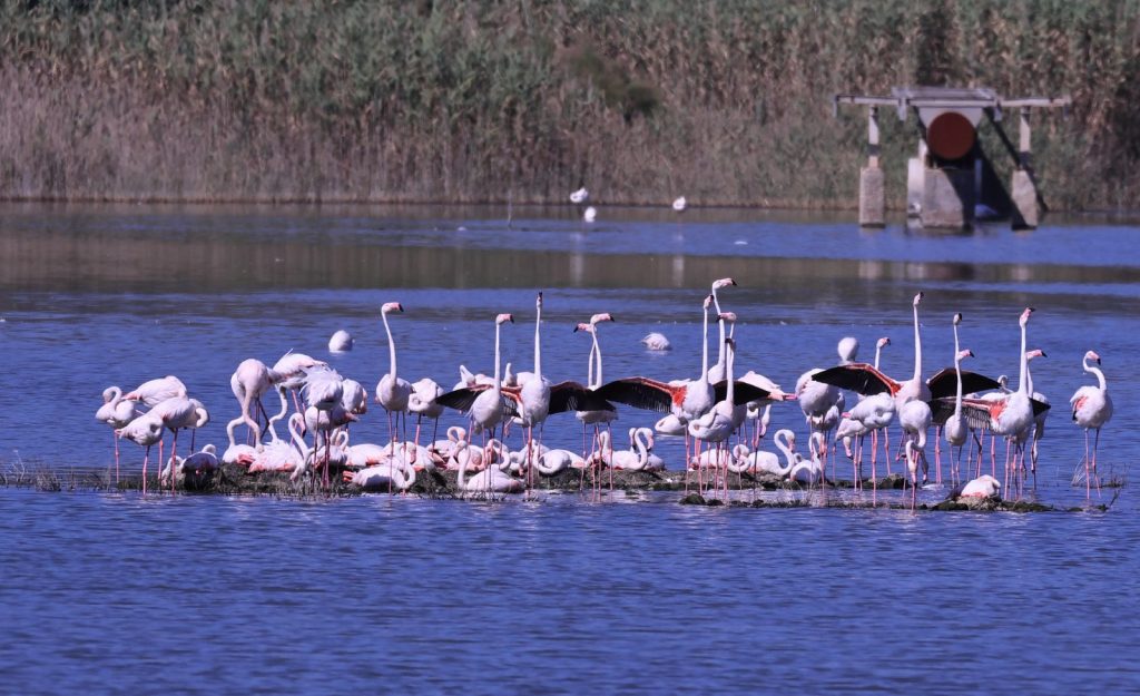 Fenicotteri rosa a Priolo