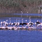 Fenicotteri rosa a Priolo