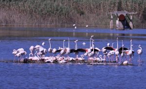 Fenicotteri rosa a Priolo