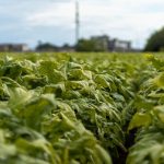 Sigarette illecite in aumento in Ue, Italia modello nel contrasto