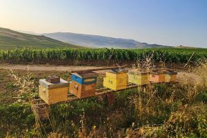 Honeybees 1 rid