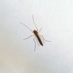West Nile, Ministero “Monitoraggio e informazioni con il numero 1500”