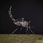 West Nile, al 23 luglio 32 casi di cui 21 in provincia di Latina
