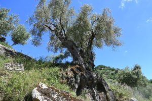 14_san_mauro_gangi