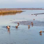 Cina, parco naturale nel Ningxia diventa un paradiso per gli uccelli migratori