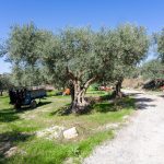 L’Olio DOP Monti Iblei festeggia 25 anni di qualità