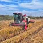 Cina, produzione cerealicola supera 714 mln di tonnellate nel 2025