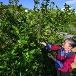 In Cina si riduce il divario di reddito fra aree urbane e rurali