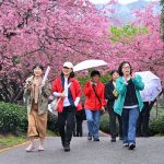 Cina, con i ciliegi in fiore turismo di primavera in crescita