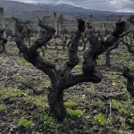 Castiglione di Sicilia, al via il progetto di Casa Grazia con la viticoltura di montagna