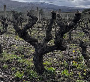 Casa Grazia Passopisciaro