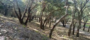 sughereta geraci siculo (1)