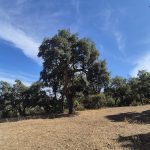 Geraci Siculo tra i “Comuni Custodi della Macchia Mediterranea”