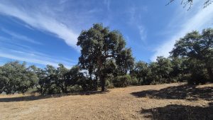 sughereta geraci siculo (3)