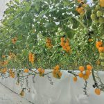 Protechmed: a Ragusa un workshop internazionale per la gestione sostenibile e intelligente delle colture protette