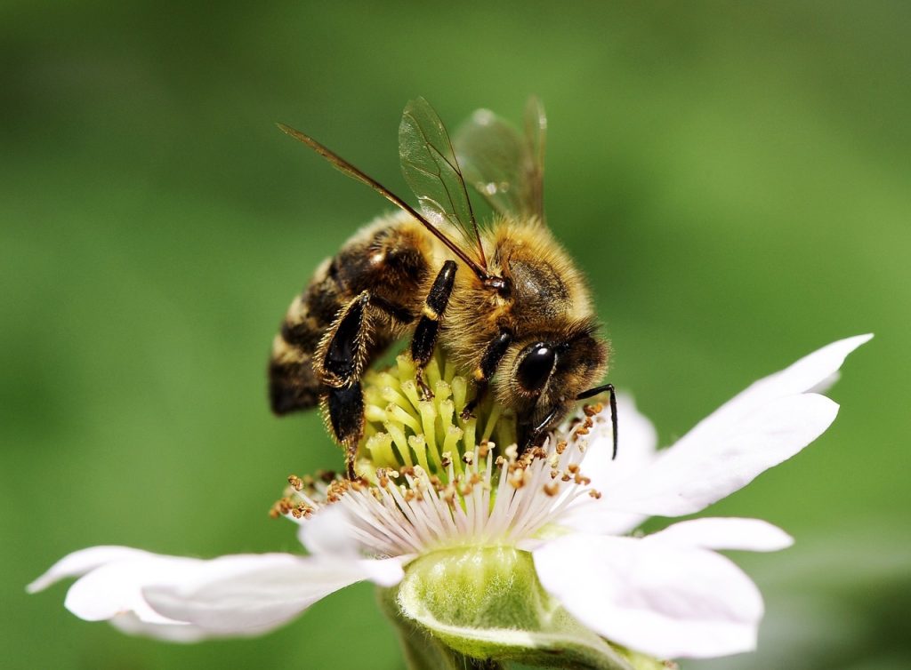 ape su fiore 1