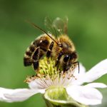 ape su fiore 1