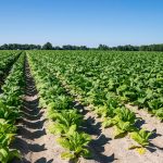 Tabacco, UNITAB Europa “L’Ue valuti l’impatto degli interventi normativi”