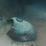Archeologia subacquea, recuperati reperti a Lampedusa con attività congiunta di tutela del patrimonio culturale