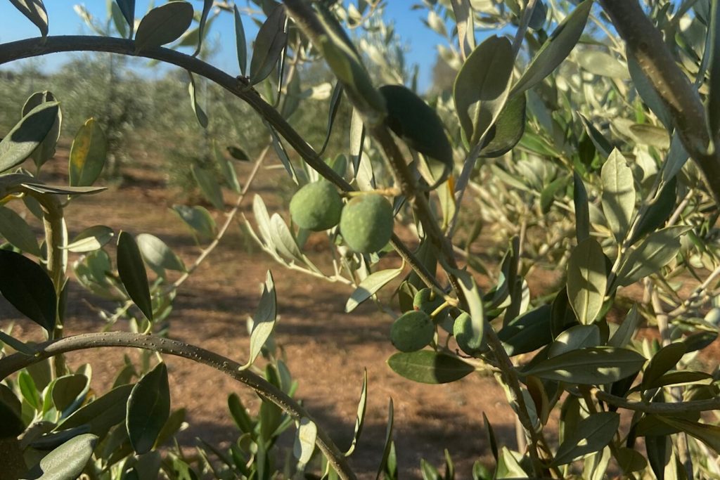 Bolognetta ospita “Filiera dell’Olio”: due giornate dedicate alla competitività del sistema olivicolo siciliano
