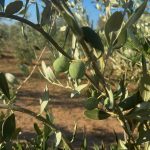 Bolognetta ospita “Filiera dell’Olio”: due giornate dedicate alla competitività del sistema olivicolo siciliano