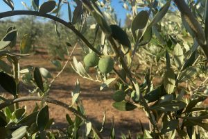 Bolognetta ospita “Filiera dell’Olio”: due giornate dedicate alla competitività del sistema olivicolo siciliano