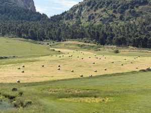 agricoltura