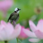 Cina, stretta sulla caccia illegale agli uccelli e i reati contro fauna selvatica