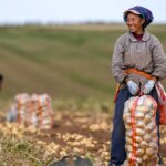 La Cina prevede un 2026 da record per il raccolto di cereali